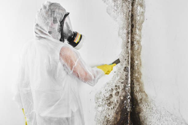 Best Mold Removal Process  in USA